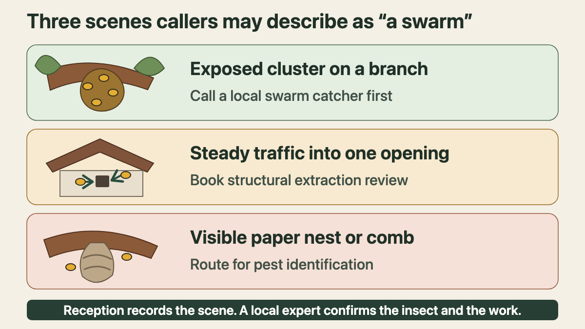 Comparison of a bee cluster on a branch, bees entering a wall, and a visible paper nest
