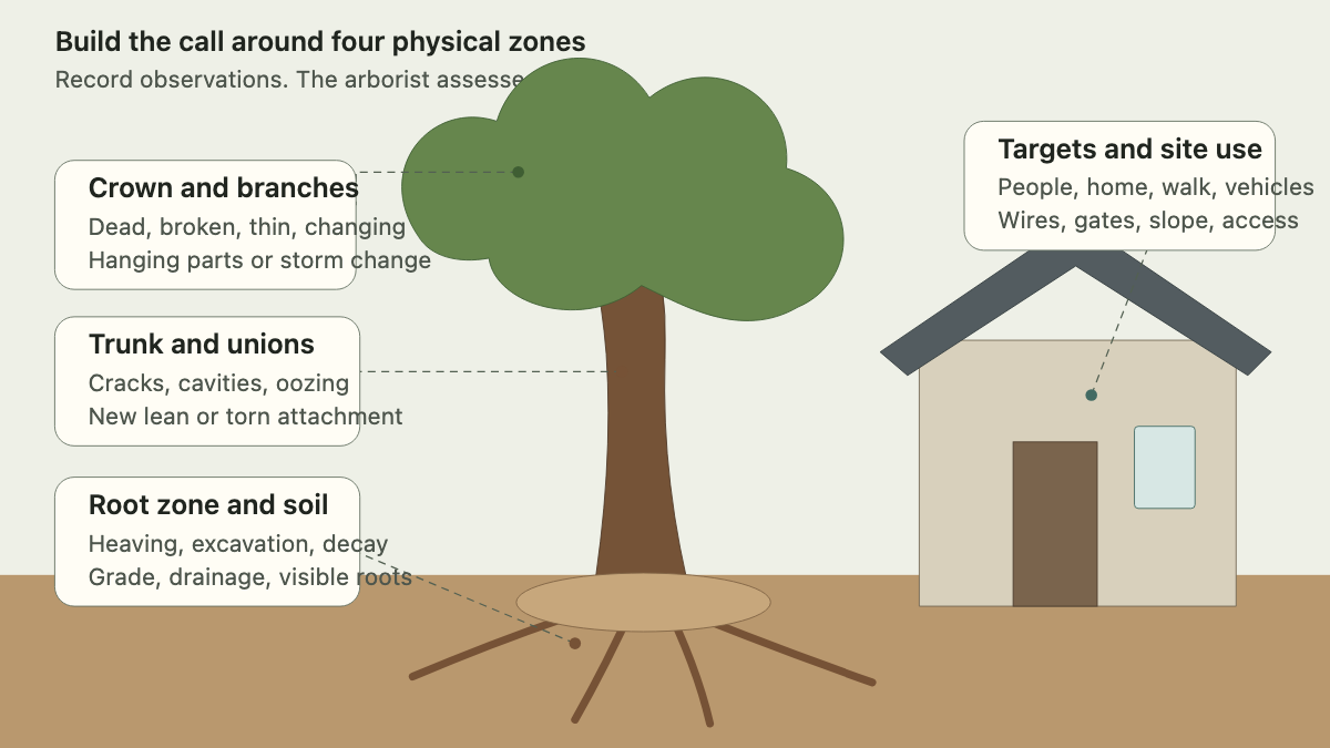 Tree and property scene showing crown, trunk, root-zone, and target observations