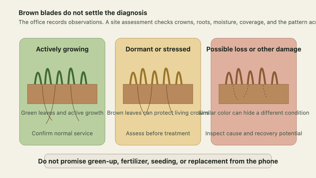 Turf cross-section comparing active growth, drought dormancy or stress, and possible loss