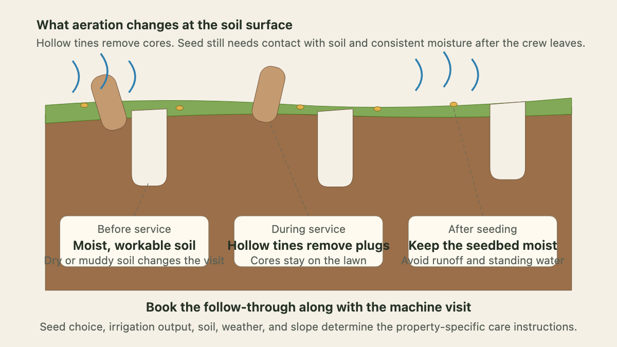 Cross-section of hollow-tine aeration, seed contact, and moisture
