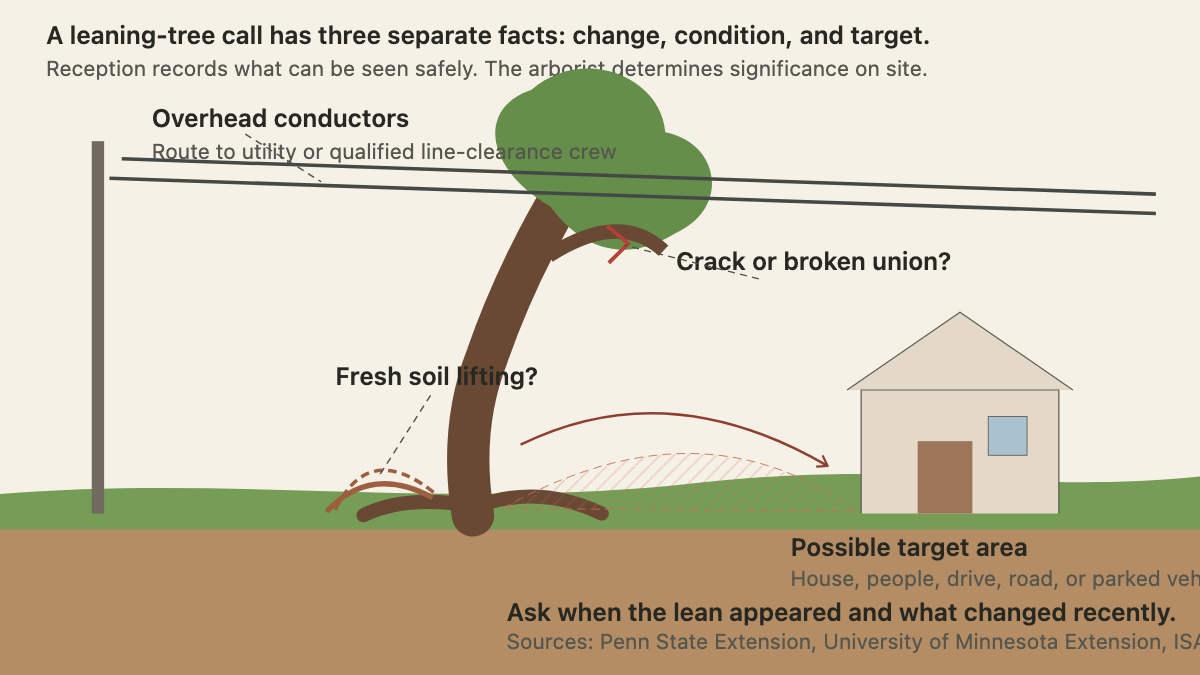 Leaning tree diagram showing raised roots, a cracked union, a house target, possible fall area, and overhead conductors