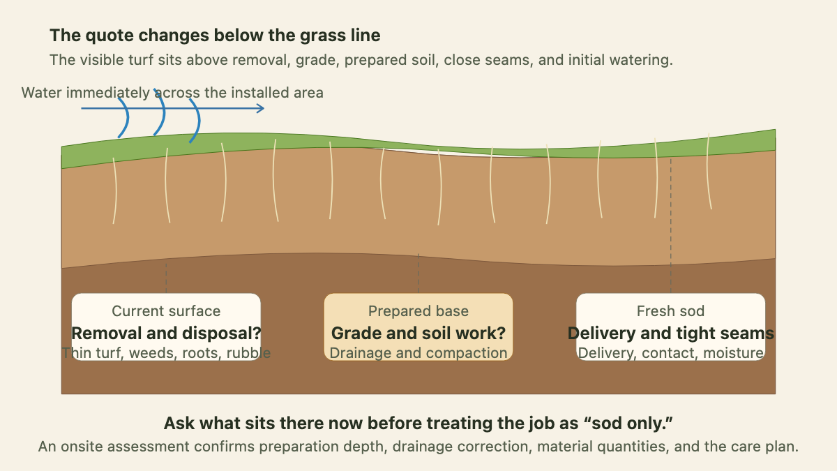 Physical section of sod over prepared soil