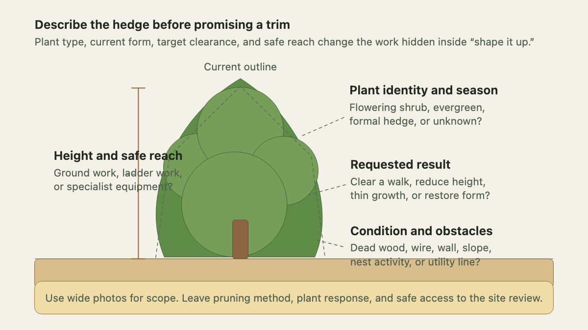 Hedge profile showing current form, height, requested result, plant identity, and site obstacles