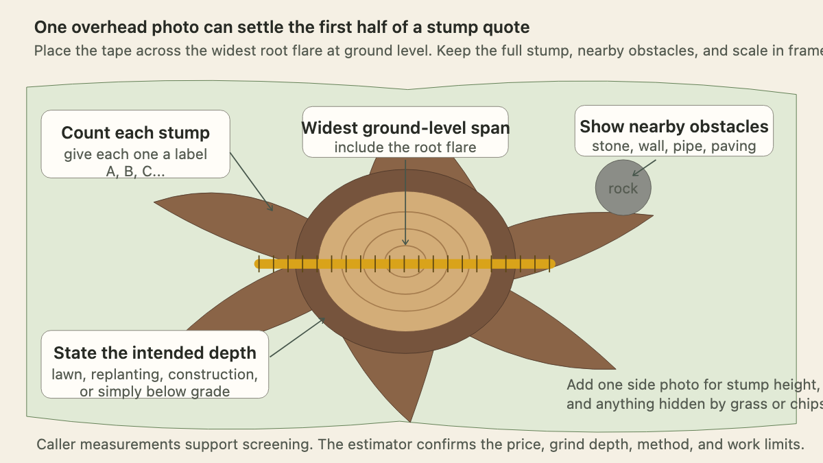 Overhead stump diagram showing where to measure the root flare and what to include in quote photos