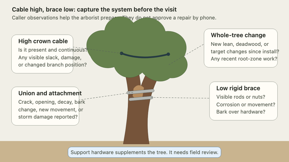 Forked tree showing a flexible cable high in the crown and rigid braces near the weak union