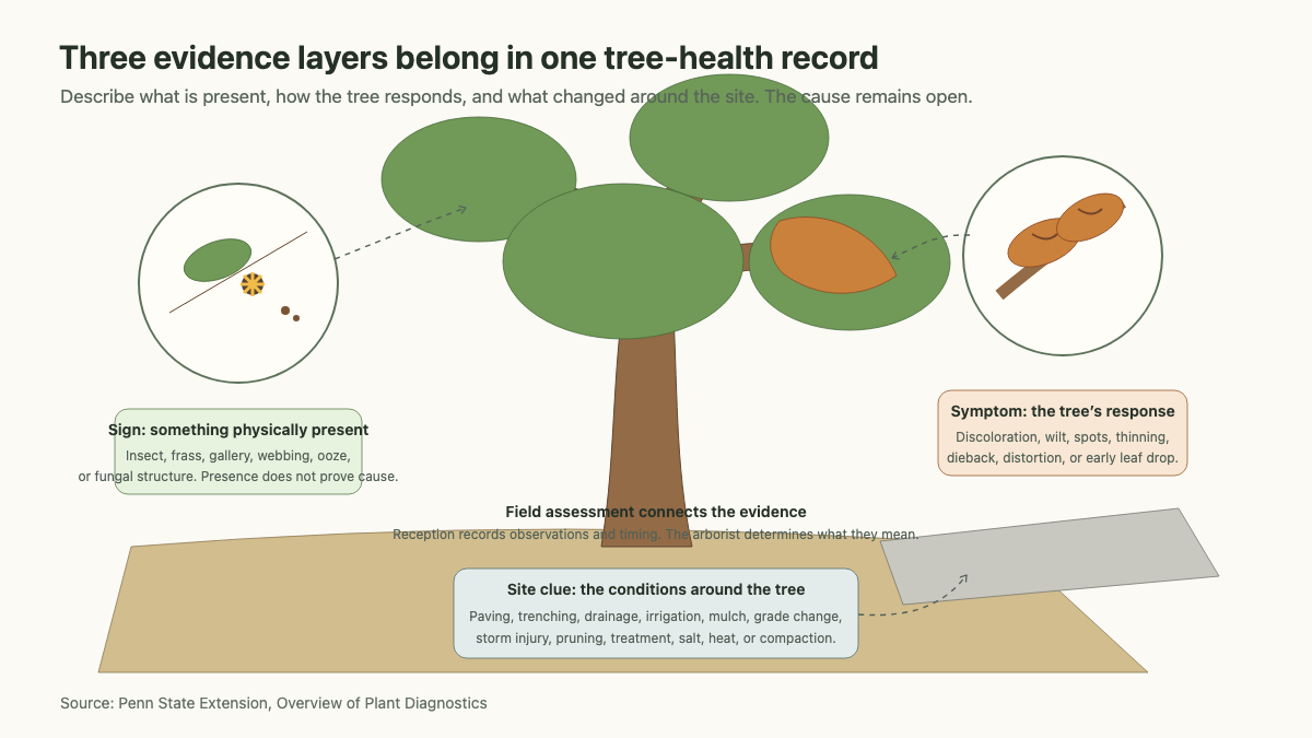 Tree scene separating physical signs, tree symptoms, and surrounding site clues