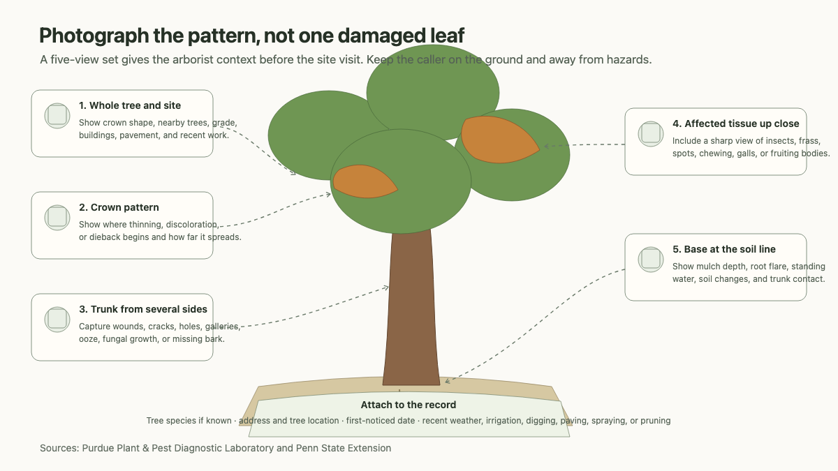 Illustrated tree showing five useful photo views for a disease or insect concern
