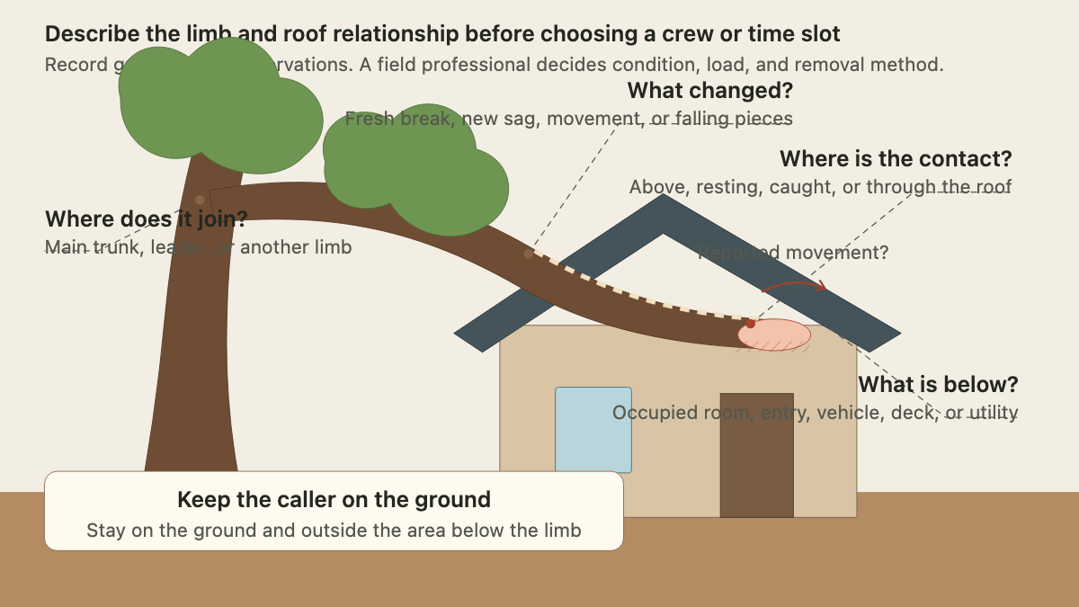 House and tree diagram labeling a branch attachment, roof contact point, movement, occupied space, and utility exposure