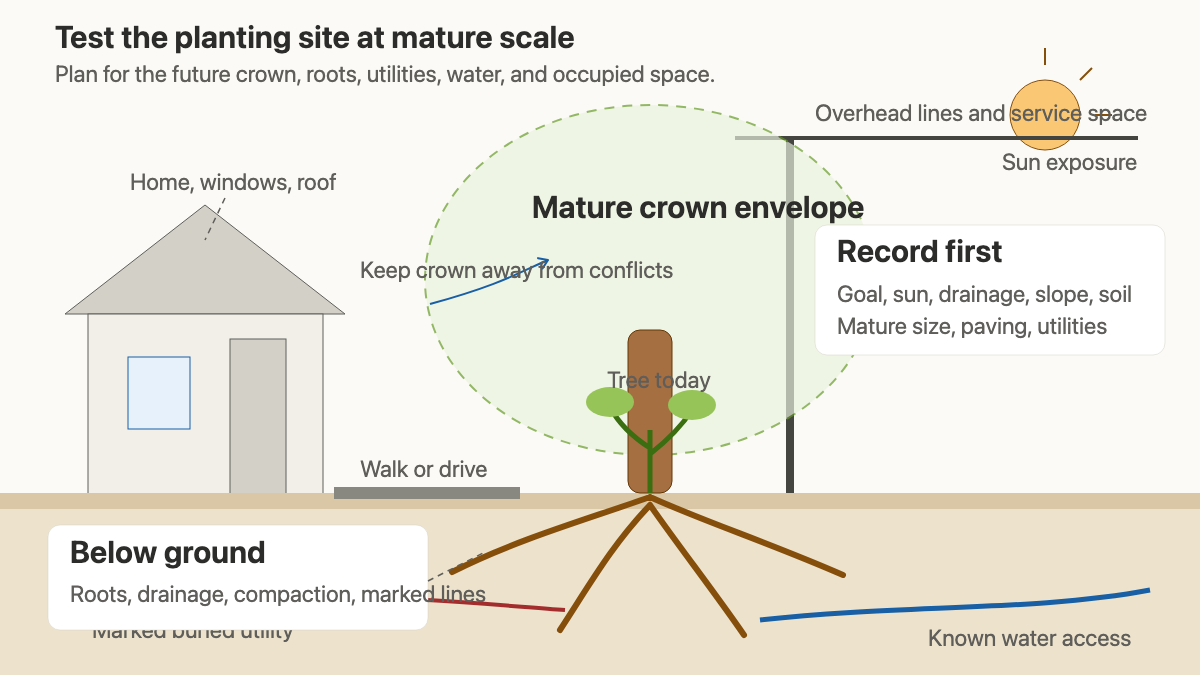 Side section of a mature tree near a home, paving, overhead wires, buried utilities, sun, soil, and water access