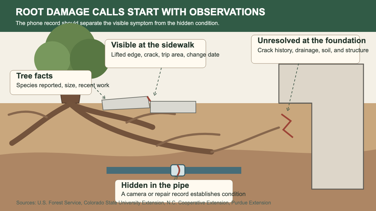 Underground section showing roots near a lifted sidewalk, pipe joint, and foundation crack