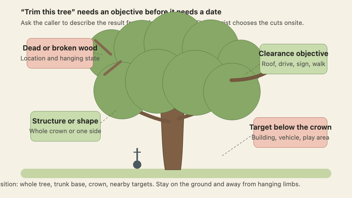 Mature tree crown marked with deadwood, clearance, structure, and nearby target observations